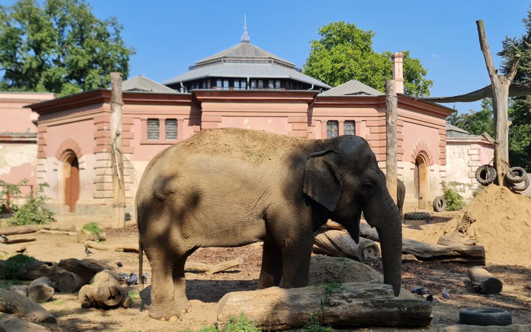 Najstarsze ZOO w Polsce! Ogród Zoologiczny we Wrocławiu